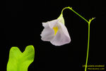 DSC_6369_nEO_IMG Utricularia endresii