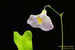 DSC_6370_nEO_IMG Utricularia endresii