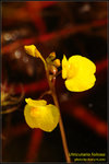 DSC_4675_nEO_IMG Utricularia foliosa
