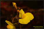DSC_4676_nEO_IMG Utricularia foliosa