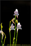 DSC_1621a_nEO_IMG Utricularia graminifolia