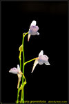 DSC_1622a_nEO_IMG Utricularia graminifolia