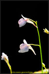 DSC_1624a_nEO_IMG Utricularia graminifolia
