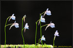 DSC_1720_nEO_IMG Utricularia graminifolia