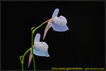 DSC_1722_nEO_IMG Utricularia graminifolia