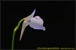 DSC_1723_nEO_IMG Utricularia graminifolia