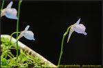 DSC_1725_nEO_IMG Utricularia graminifolia