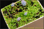 DSC_1726_nEO_IMG Utricularia graminifolia