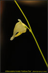 DSC_0643_nEO_IMG Utricularia livida 'Yellow Flw'