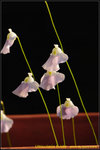 DSC_1022_nEO_IMG Utricularia livida