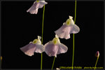 DSC_1023_nEO_IMG Utricularia livida