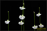 DSC_4693_nEO_IMG Utricularia livida