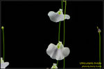 DSC_4695_nEO_IMG Utricularia livida