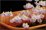 DSC_5614_nEO_IMG Utricularia livida