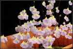 DSC_5616_nEO_IMG Utricularia livida