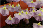 DSC_5618_nEO_IMG Utricularia livida