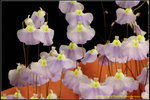 DSC_5620_nEO_IMG Utricularia livida