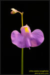 DSC_2167_nEO_IMG Utricularia longifolia