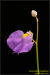 DSC_2168_nEO_IMG Utricularia longifolia
