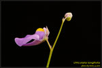 DSC_2169_nEO_IMG Utricularia longifolia