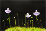 DSC_1695_nEO_IMG Utricularia microcalyx