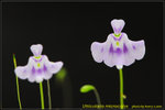 DSC_1696_nEO_IMG Utricularia microcalyx