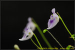 DSC_1697_nEO_IMG Utricularia microcalyx