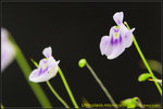 DSC_1698_nEO_IMG Utricularia microcalyx