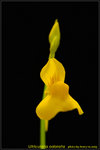DSC_0048_nEO_IMG Utricularia odorata