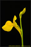 DSC_0049_nEO_IMG Utricularia odorata