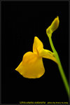 DSC_0050_nEO_IMG Utricularia odorata