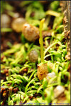 DSC_0052_nEO_IMG Utricularia odorata