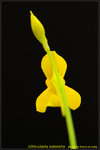 DSC_0053_nEO_IMG Utricularia odorata