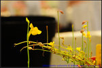 DSC_0058_nEO_IMG Utricularia odorata & bifida