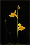 DSC_0094_nEO_IMG Utricularia odorata
