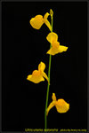 DSC_0203_nEO_IMG Utricularia odorata