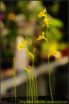 DSC_0204_nEO_IMG Utricularia odorata