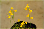 DSC_0353_nEO_IMG Utricularia odorata