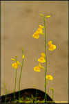 DSC_0355_nEO_IMG Utricularia odorata
