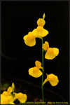 DSC_0356_nEO_IMG Utricularia odorata