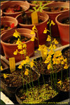 DSC_0681_nEO_IMG Utricularia odorata