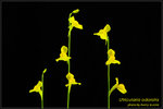 DSC_4638_nEO_IMG Utricularia odorata