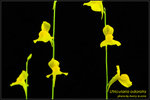 DSC_4640_nEO_IMG Utricularia odorata