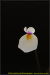 DSC_0639_nEO_IMG Utricularia parthenopipes
