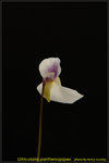 DSC_0641_nEO_IMG Utricularia parthenopipes