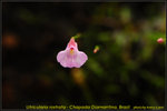 DSC_1701_nEO_IMG Utricularia rostrata - Chapada Diamantina, Brazil