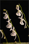 DSC_1012_nEO_IMG Utricularia sandersonii White
