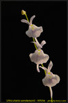 DSC_1014_nEO_IMG Utricularia sandersonii White