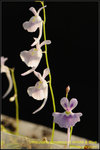 DSC_1015_nEO_IMG Utricularia sandersonii White & Blue