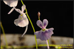 DSC_1016_nEO_IMG Utricularia sandersonii White & Blue